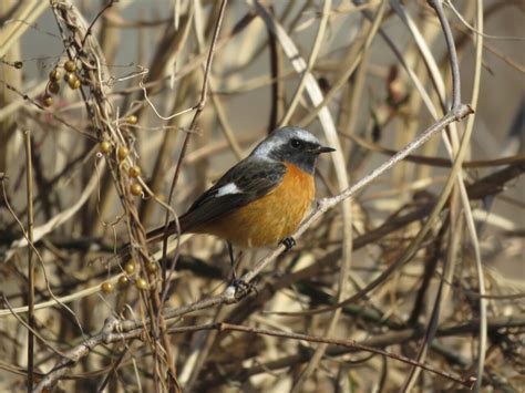 庭 鳥|庭に来る野鳥の名前は？庭にやって来る野鳥たち 